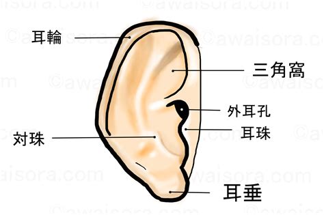 耳珠位置|耳の各部位の名前一覧【画像付き】